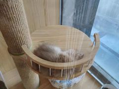 -PETKIT 小佩宠物·低压洗护·美容·寄养(安远店)