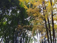 -望江楼公园