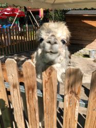 -萌宠亲子动物乐园(槐房万达店)