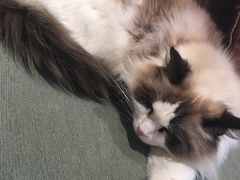 -CAT’S MEWSTAR CAFE·喵星球猫屋(晴湾咖啡店)
