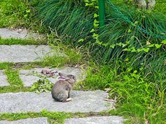 -爱侣宠医·鹦鹉专科·小型哺乳类·异宠专科(灵石路店)
