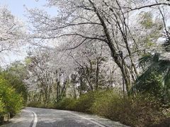 -神光山国家森林公园