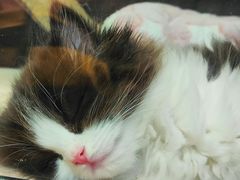 -屋虎猫馆(宝安大仟里店)