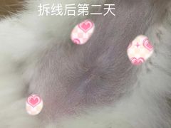 -灵美宠物诊所