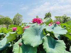 -池杉湖湿地公园