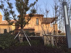 -上海崇明金茂凯悦酒店