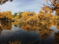 -金塔沙漠胡杨林景区