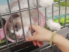 -凯特喵百思猫专科医院