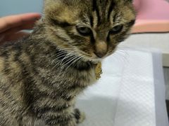 -纳吉亚猫专科动物医院·北北分院