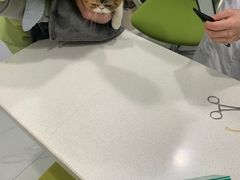 -艾吉宠物医院·疑难杂症转诊中心·猫友好(碧江路院)