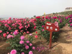-密云玫瑰情园