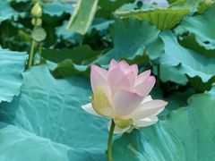 -荷塘月色湿地公园·向阳花洲