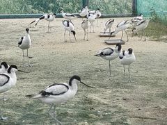 -盐城丹顶鹤湿地生态旅游区