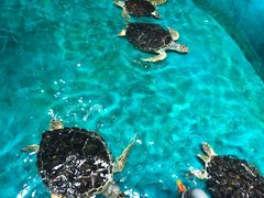 -泉城欧乐堡海洋极地世界