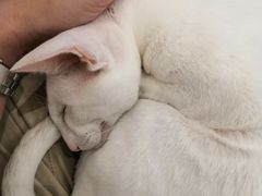 -飞行喵MR PILOT|猫舍·猫咖(静安大融城店)
