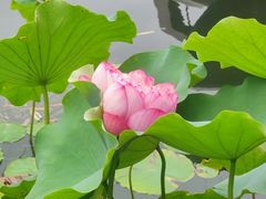 -莲花池公园