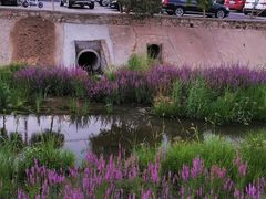 -苏家坨柳林村二月兰花海