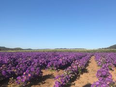 -莲花山花海