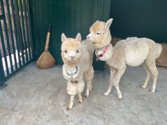 -青岛鑫江温德姆酒店
