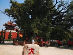 -大槐树寻根祭祖园