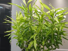 -田凤波推拿.按摩养生(幸福店)