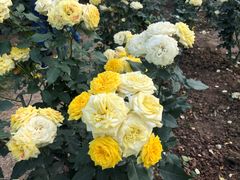 -人民公园(罗湖区)