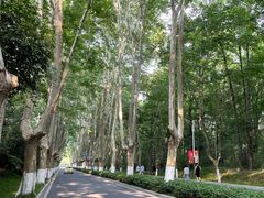 -紫金山山顶公园