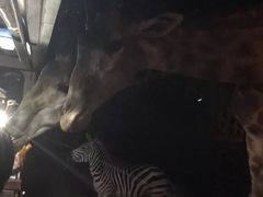 -清迈夜间动物园