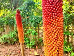 -中国科学院西双版纳热带植物园