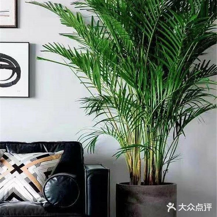 自己在家也可治理甲醛