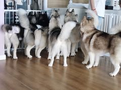 -Husky Go! 哈士奇体验馆·宠物咖啡厅狗咖