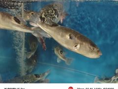 -天正河鲀·河豚亭(大连店)