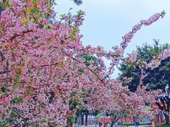 -四川大学(望江校区)