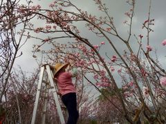 -天适樱花悠乐园