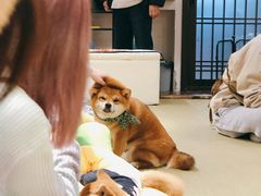 -逗柴咖啡屋·狗咖猫咖宠物桌游