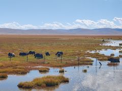 -郭莽湿地