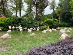 -广州长隆飞鸟乐园