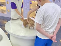 -小猫来了·猫舍(红山六九七九店)