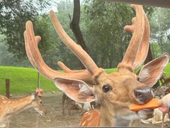 -北京野生动物园