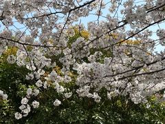 -高东镇樱花园