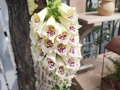-三仟津花园咖啡馆