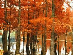 -白鹭湾湿地公园