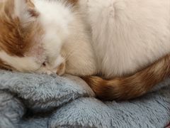 -平行世界·猫咖(首经贸店)