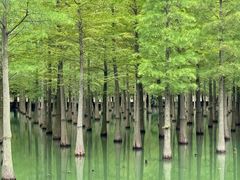 -泗洪洪泽湖湿地景区