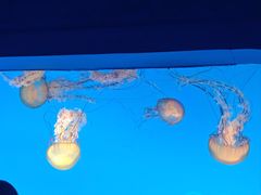 -太平洋海底世界