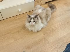 -有喵·猫咖·狗咖·30几只猫10只小狗(岗厦店)
