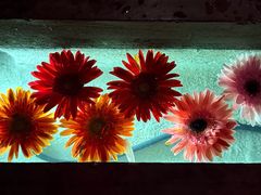 -花马天堂云南餐厅 Lost Heaven(外滩店)