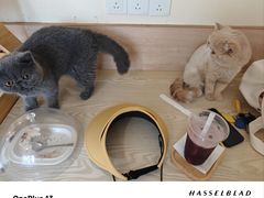 -滚猫咖啡·猫咖·猫友好撸猫(未来城店)