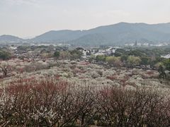 -香雪海