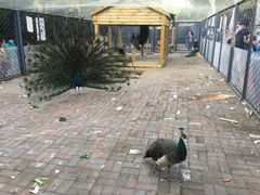 -长白岛森林公园